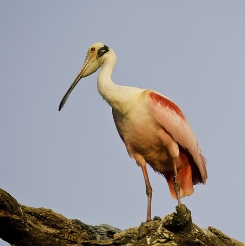 Spoonbill on old tree