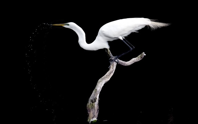 Graet Egret drinking water 15-576 E