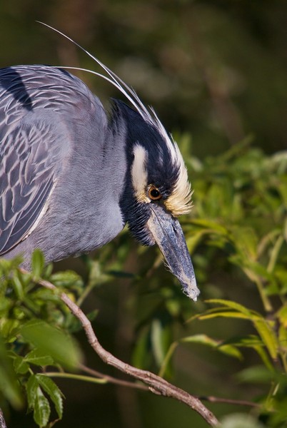 Yellow-crowned night heron