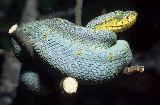 RD Bartlett eastern two lined forest pit viper