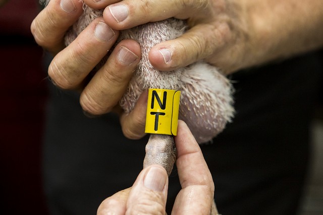 Spoonbill Banding 04282015_97A28000016