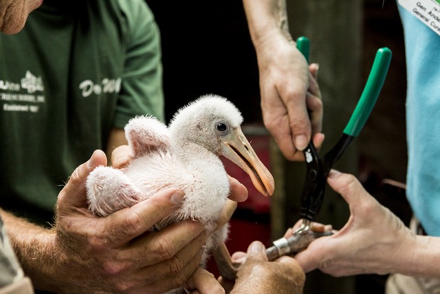 Spoonbill Banding 04282015_97A28560029