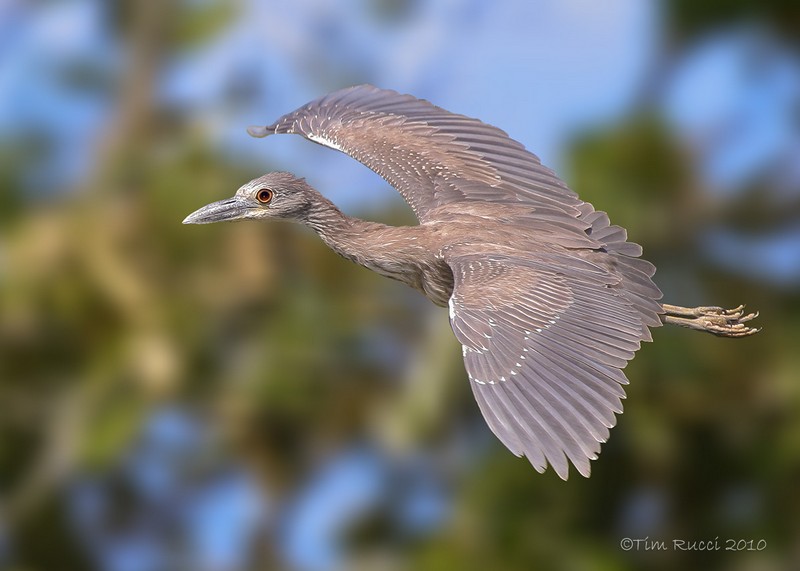 juvie YC night heron