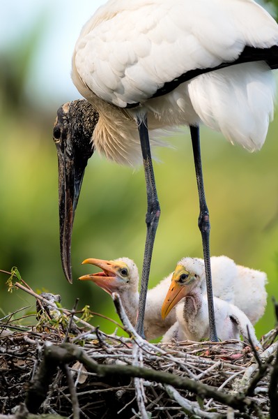 woodstorkbabies