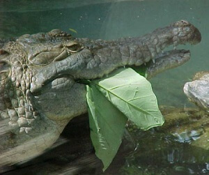 Crocodilians eating their vegetables