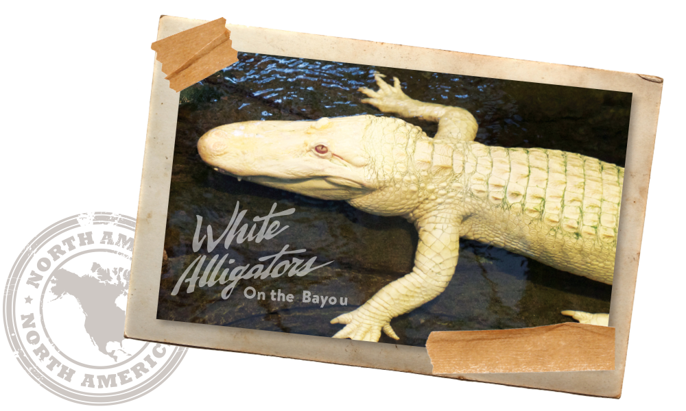 Albino Alligators