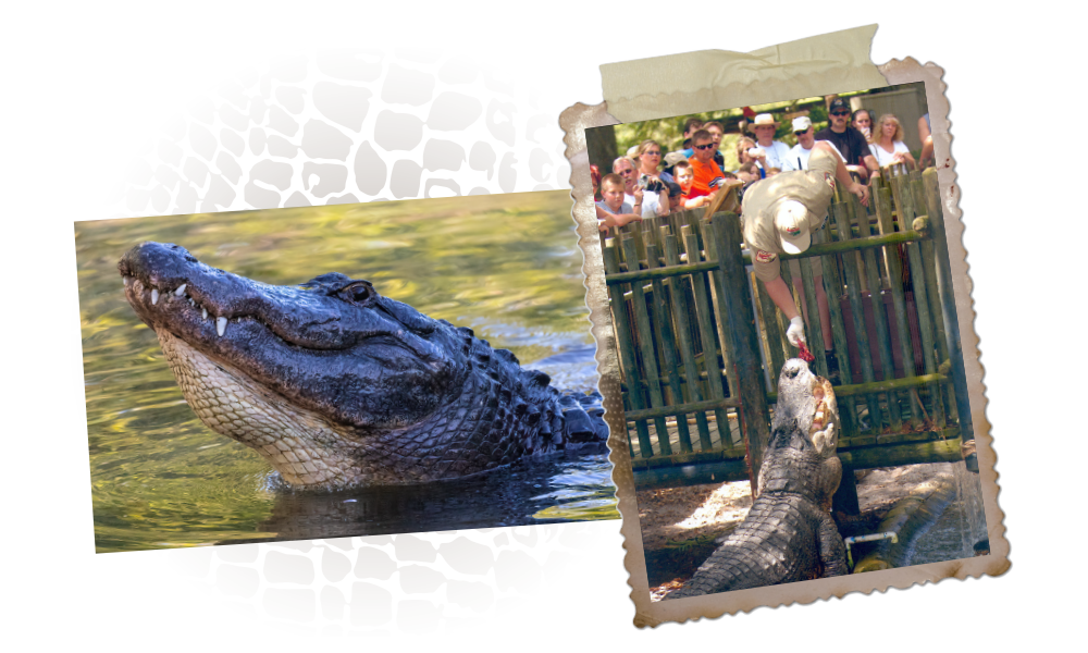 Alligator Feeding