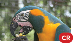 Blue-Throated Macaw