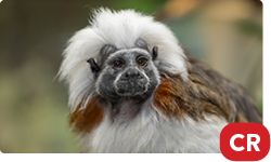 Cotton-Top Tamarin