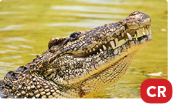 Cuban Crocodile