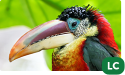 Curl Crested Aracari