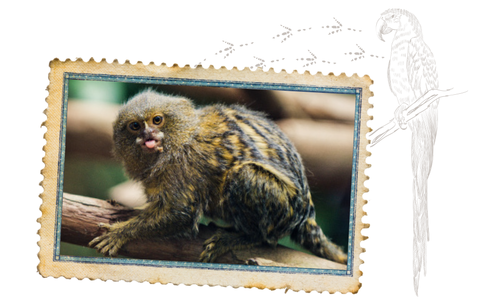 Exotic Birds & Mammals