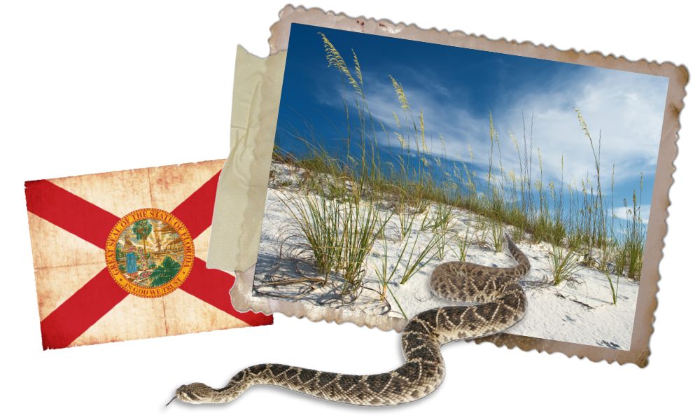 Florida Native Reptiles