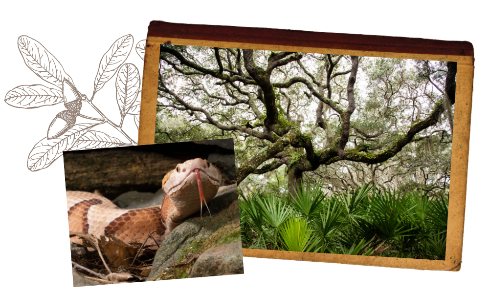 Florida's Forest Friends