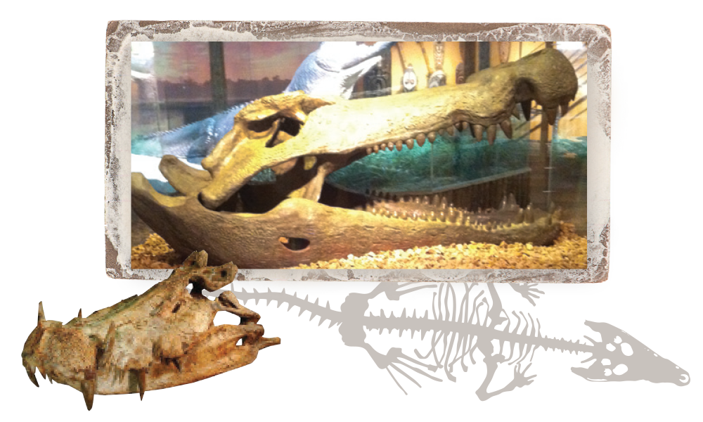 Fossil Discoveries