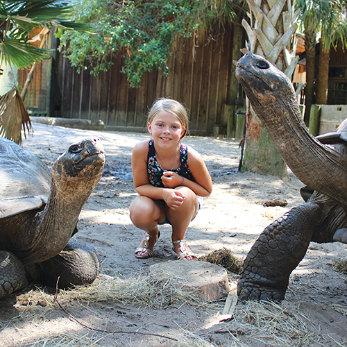 Galapagos Tortoise Encounter at the St. Augustine Alligator Farm