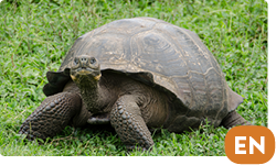 Galapagos Tortoise