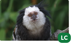 Geoffroy's Marmoset