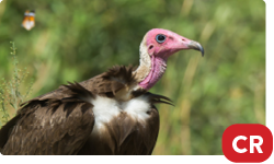 Hooded Vulture