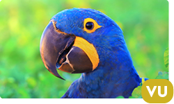 Hyacinth Macaw