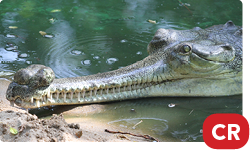 Indian Gharial