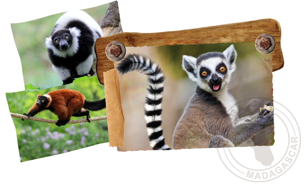 Lemurs of Madagascar