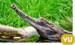 Malayan Gharial