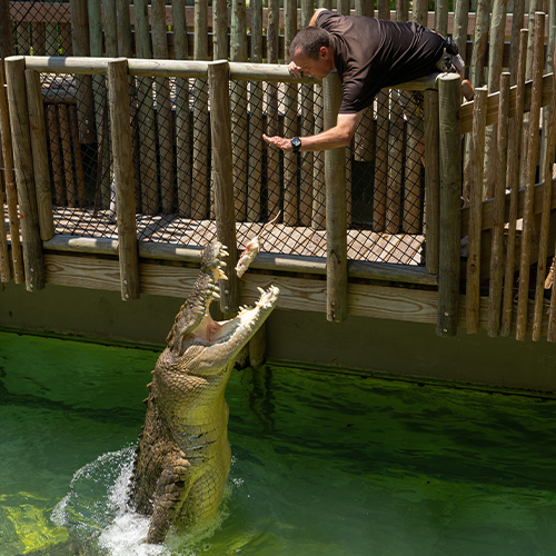 Maximo Encounter at the St. Augustine Alligator Farm