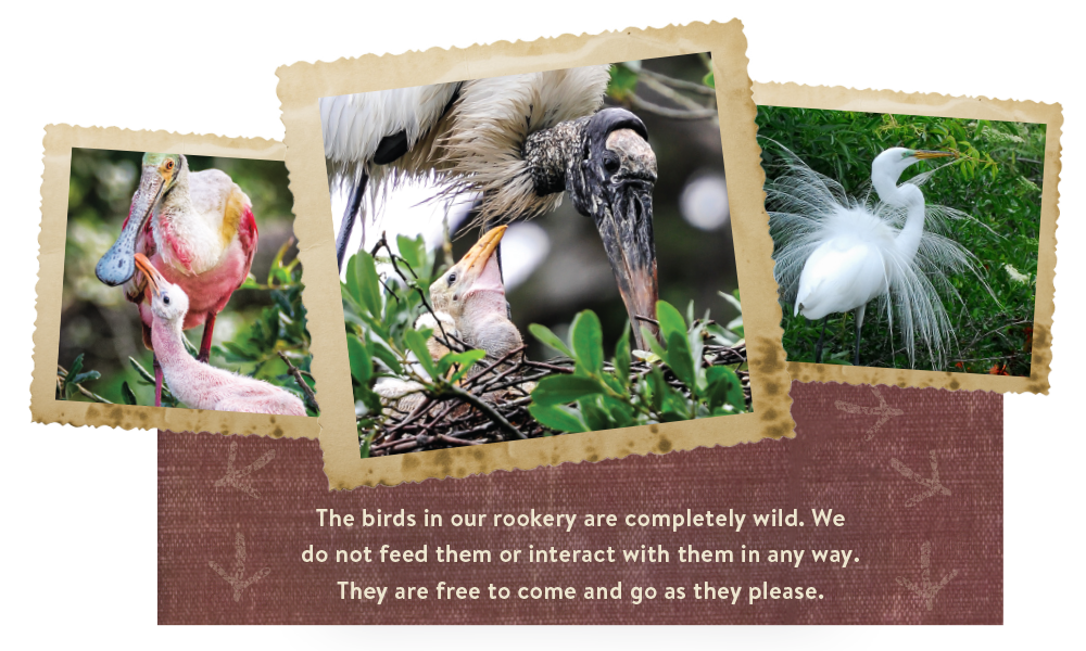 Native Bird Rookery