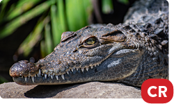 Phillipine Crocodile