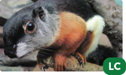 Prevost's Squirrel