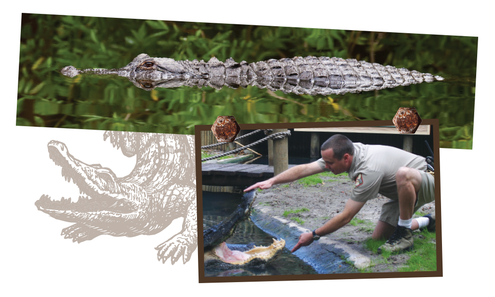 Realm of the Alligator