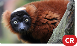 Red-Ruffed Lemur