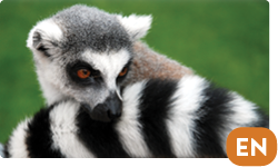 Ring-Tailed Lemur