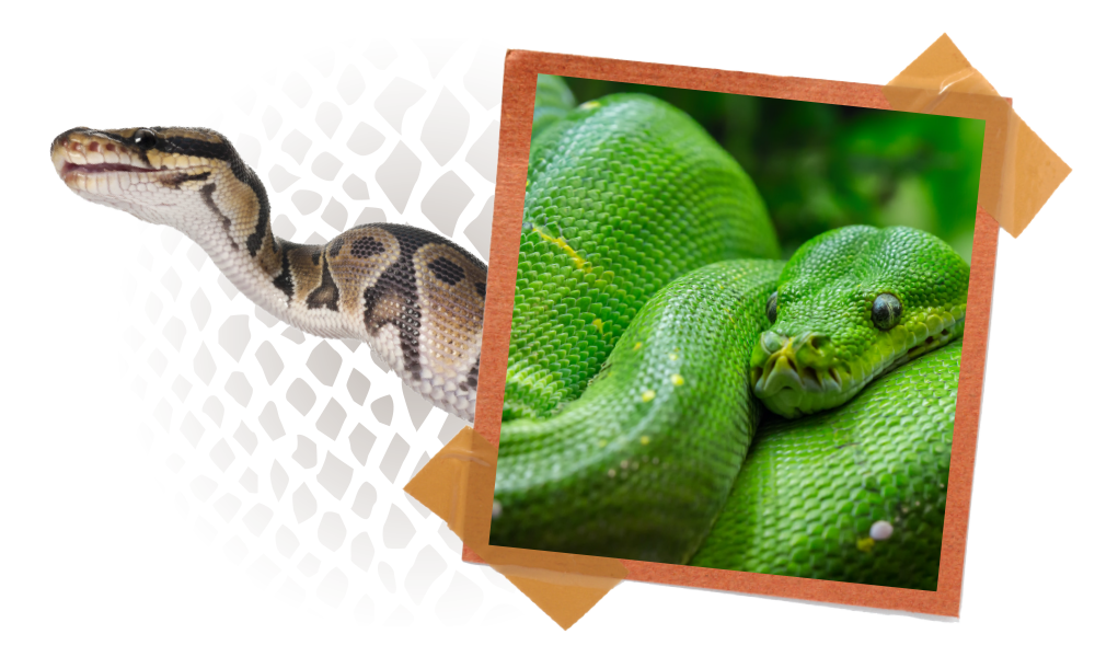 Scales & Tails Reptile Show