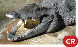 Siamese Crocodile
