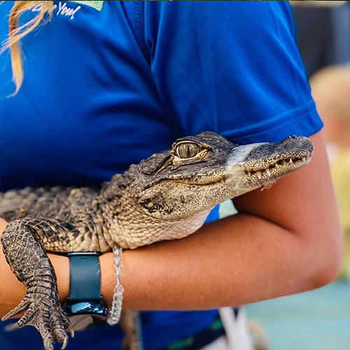 St. Augustine Alligator Farm Zoo-on-the-Move