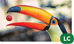 Toco Tucan
