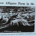 A 1911 magazine advertisement proclaiming the South Beach Alligator Farm as the largest in the world.