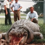 David Drysdale with Gomek, the legendary giant saltwater crocodile that called the Alligator Farm home from 1989 until his death in 1997.