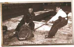 1937 W. I. Drysdale and Charles Usina move a reluctant alligator