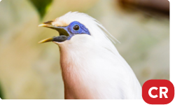 Bali myna