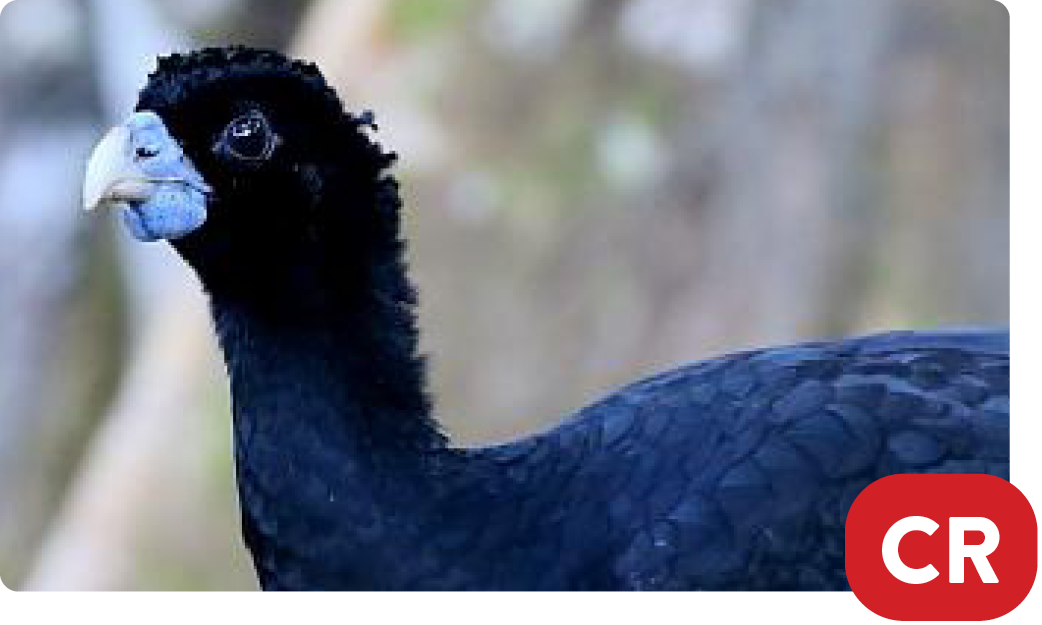 Blue-billed currasow