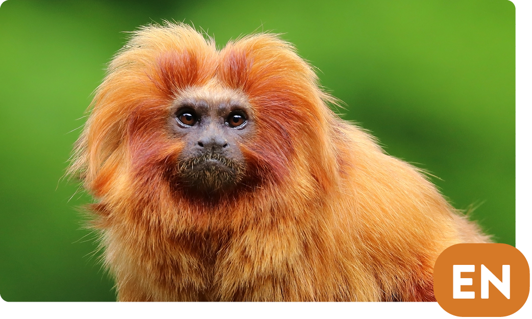 Goeldi’s monkey