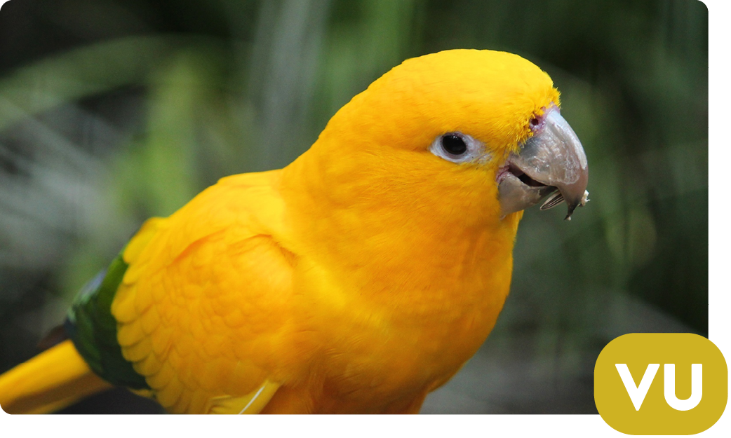 Golden conure