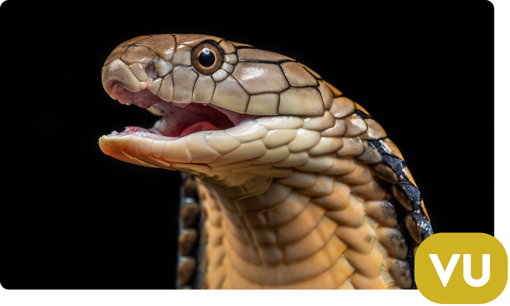 King cobra