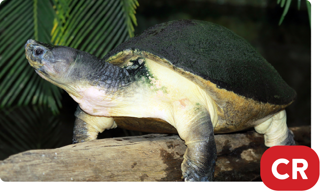 Malaysian giant pond turtle