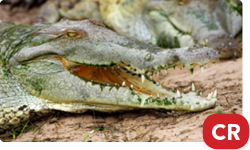 Orinoco crocodile