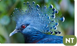 Victoria crowned pigeon