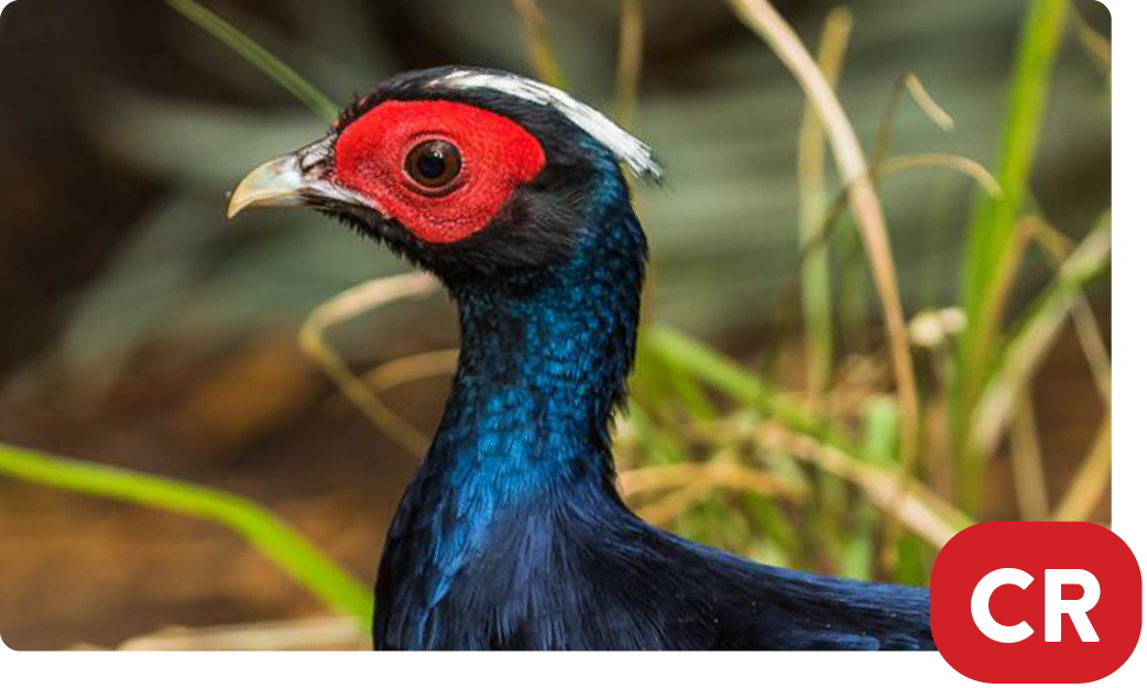 Vietnam pheasant